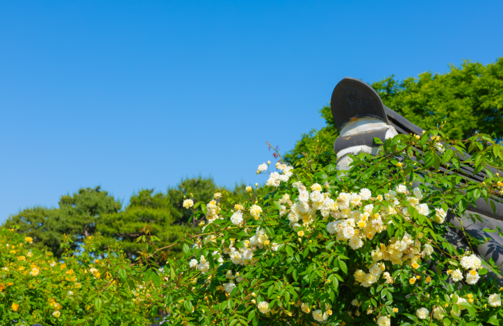한국도로공사 전주수목원, 무료로 즐기는 6월의 장미 정원 산책