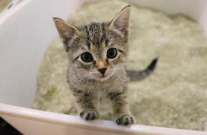 바로보는 고양이