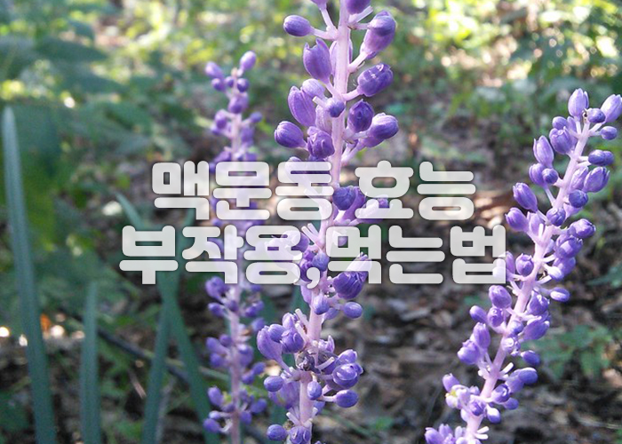 맥문동 꽃 이미지