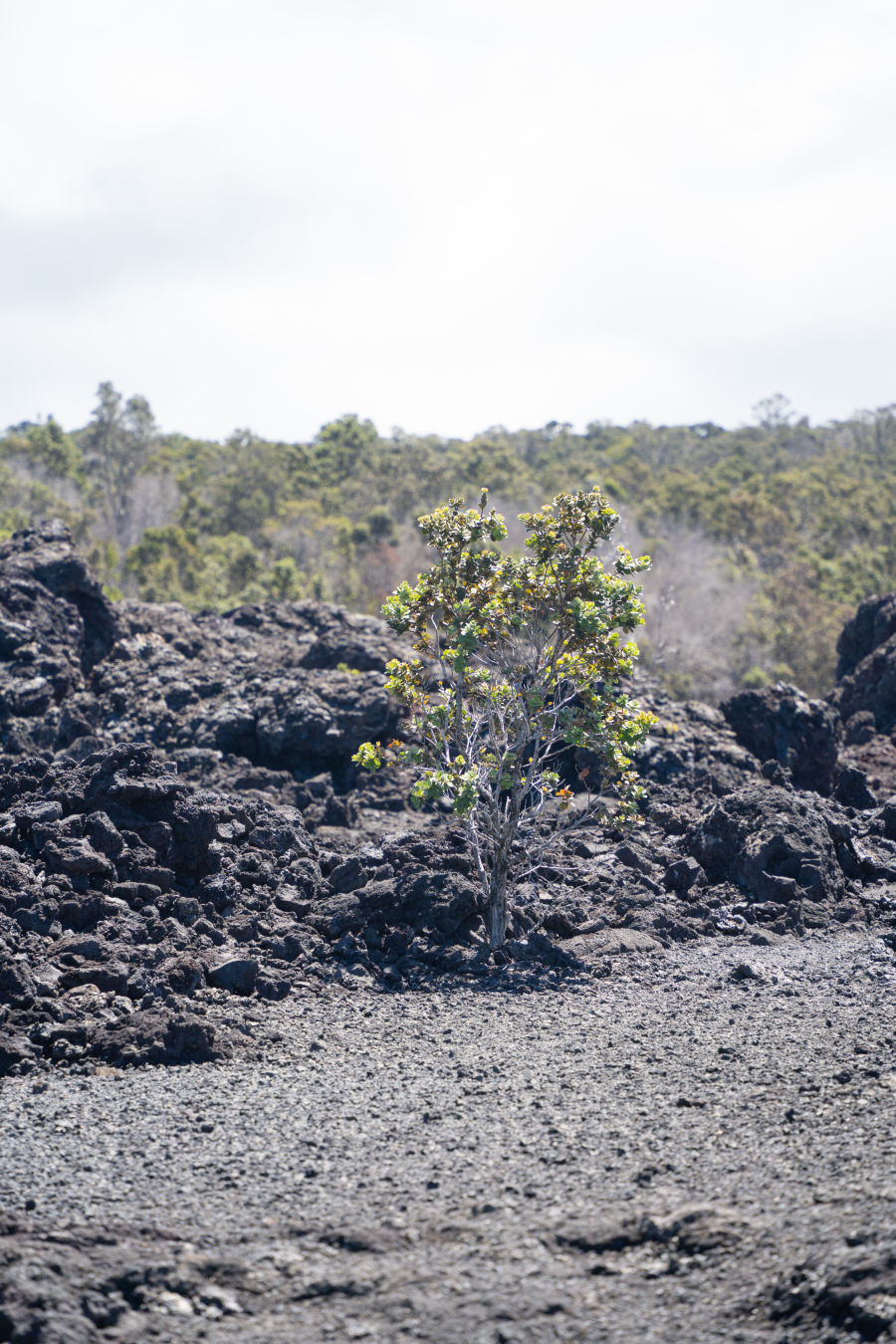 홀레이 시 아치 화산국립공원