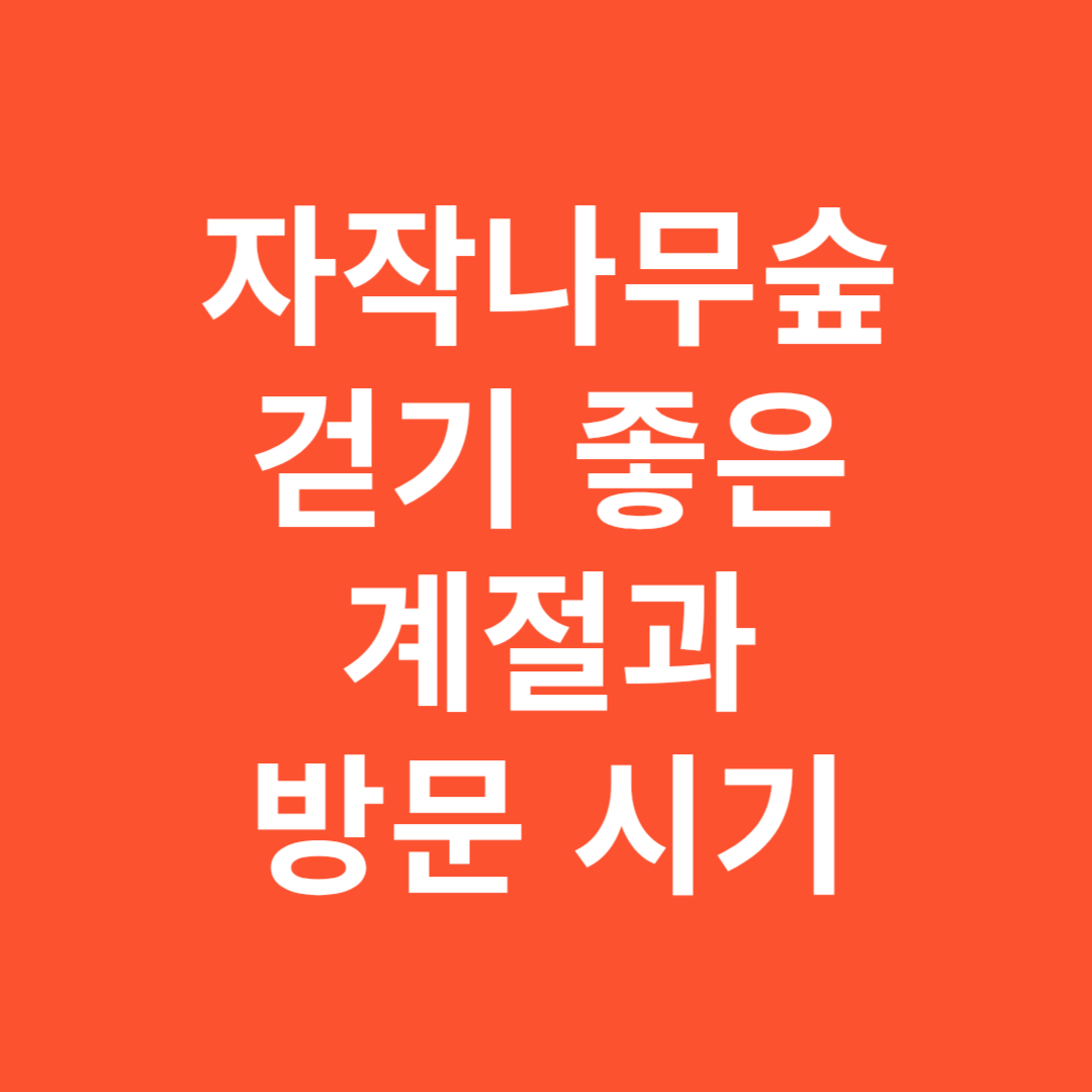 자작나무숲 걷기 좋은 계절과 방문 시기 추천