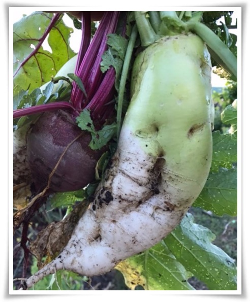 "김장 무, 직접 길러보세요!" 초보자도 성공할 수 있는 쉬운 재배 가이드!