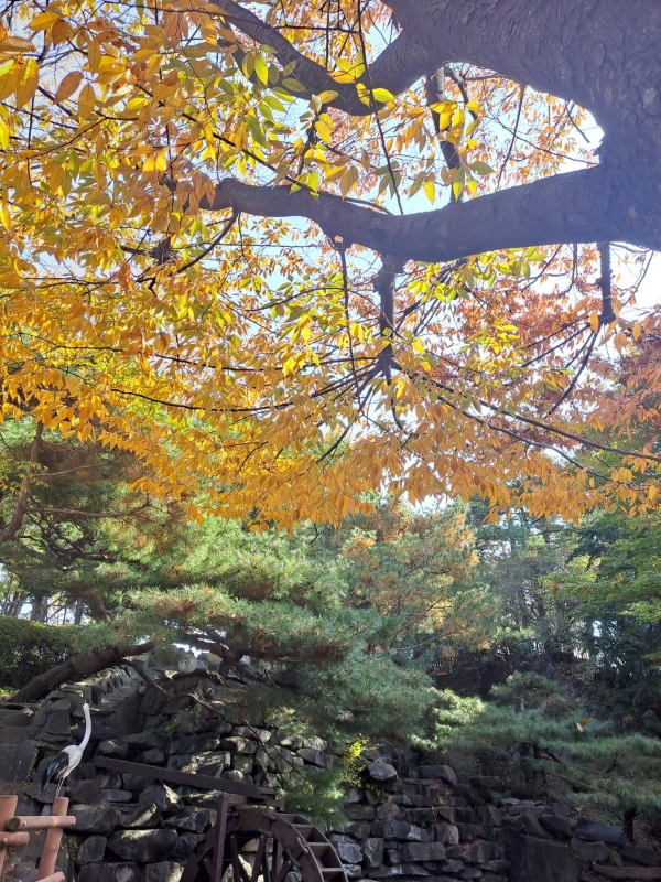 화도진 단풍나무