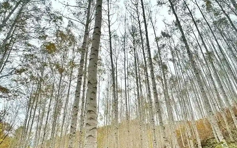 인제 자작나무숲 새하얀 가을 가이드: 운영시간·무료주차·추천코스 총정리