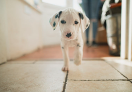 귀여운 달마시안