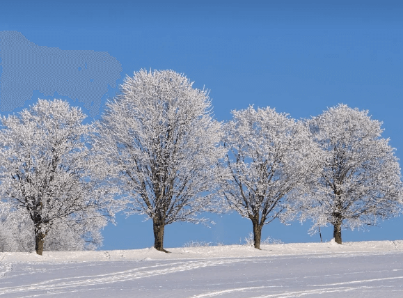 나무 뽑는 꿈해몽