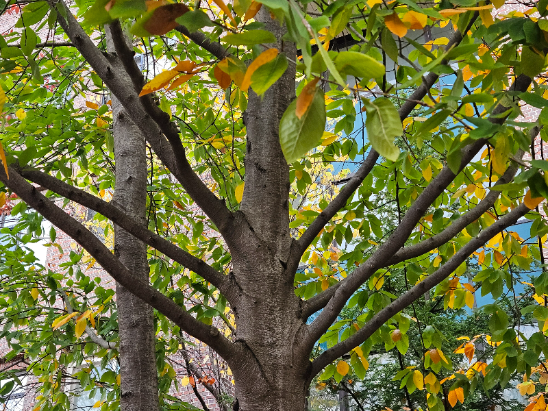 너도밤나무 수형1