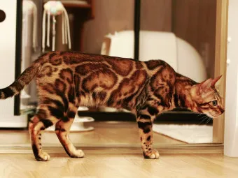 뱅갈고양이 유전병 털빠짐 무늬 수명 가격_14