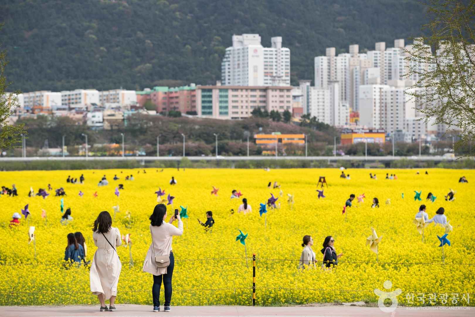 부산 대저생태공원