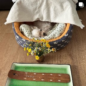 장필순 카뮈