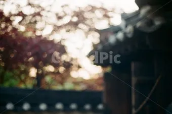 아웃포커스 사진 피사체 분리 배경 처리 색감 조절_10