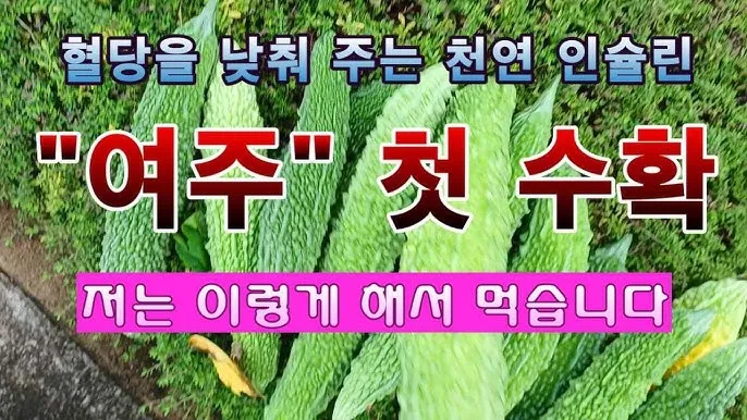 여주 재배 그늘 관리 수분 공급 여름 고온 대책_5