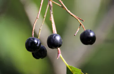 아로니아-효소-만드는법-및-효능