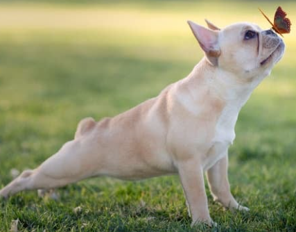 강아지 귀여운 사진 보는 순간 심쿵! 하루 스트레스 풀리는 힐링 모음집