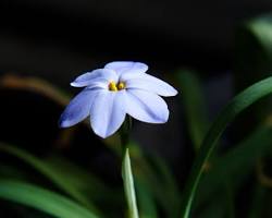 향기별꽃 이미지 사진