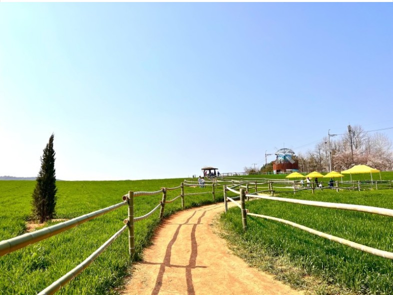 고창-청보리밭-사진