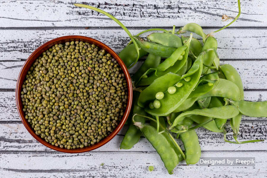 완두콩 수확시기