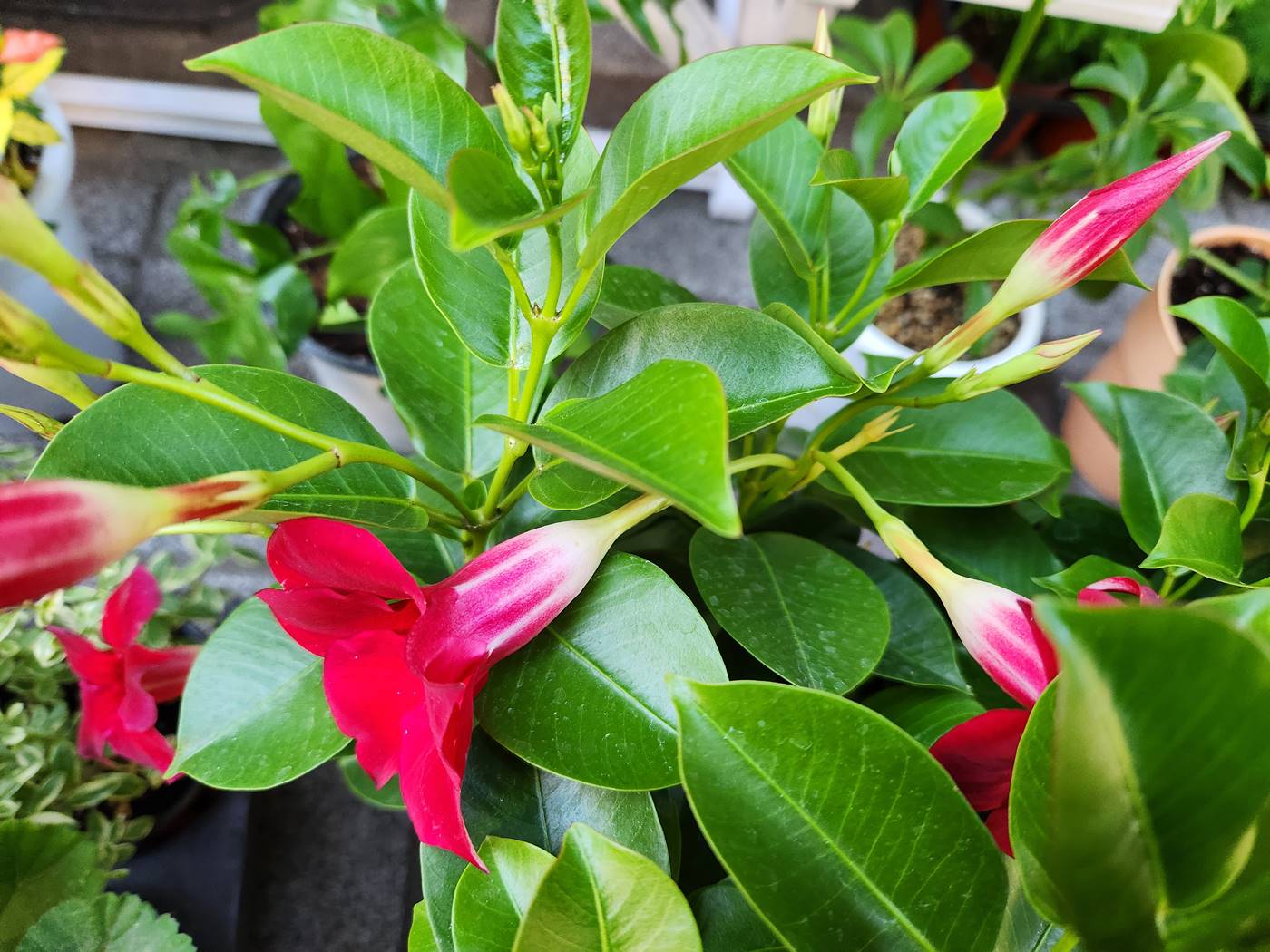 만데빌라 Mandevilla