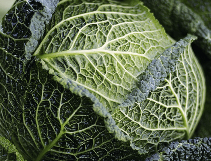 위가 아플 때 먹기 좋은 음식