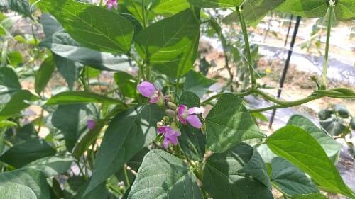 호랑이강낭콩-꽃-개화