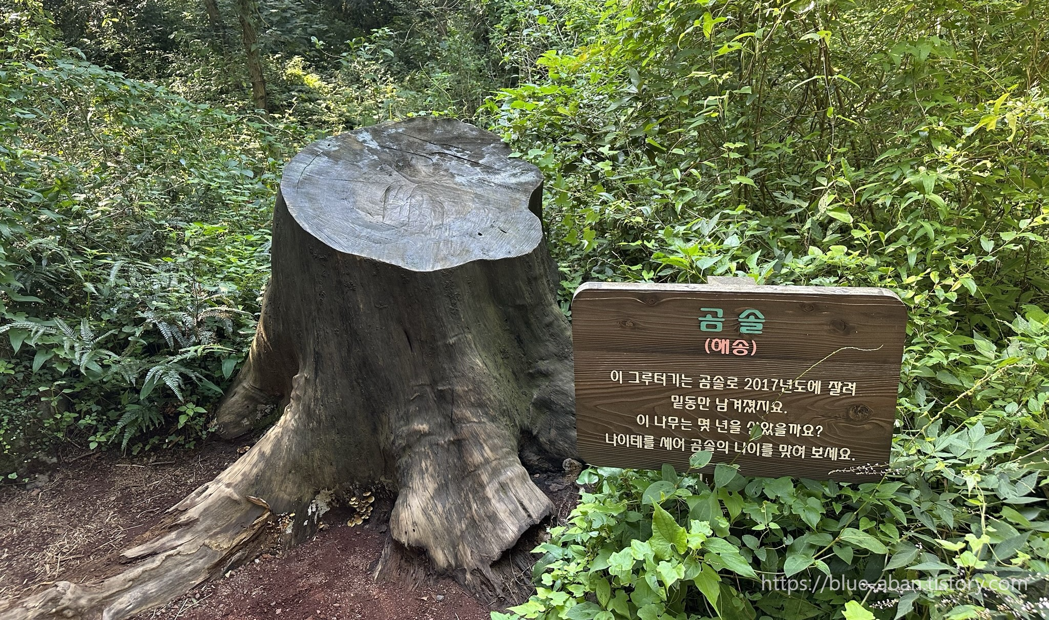 곰솔 나무 밑동