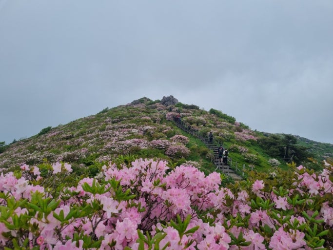 [5월 봄꽃 축제]2025 영주 소백산 철쭉제❘기본 정보, 프로그램, 개화상황 정리