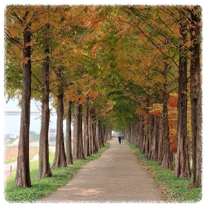 메타세콰이어길