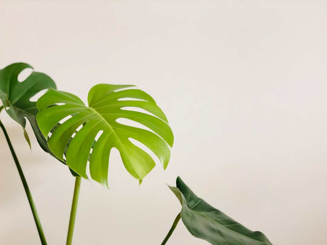 Monstera