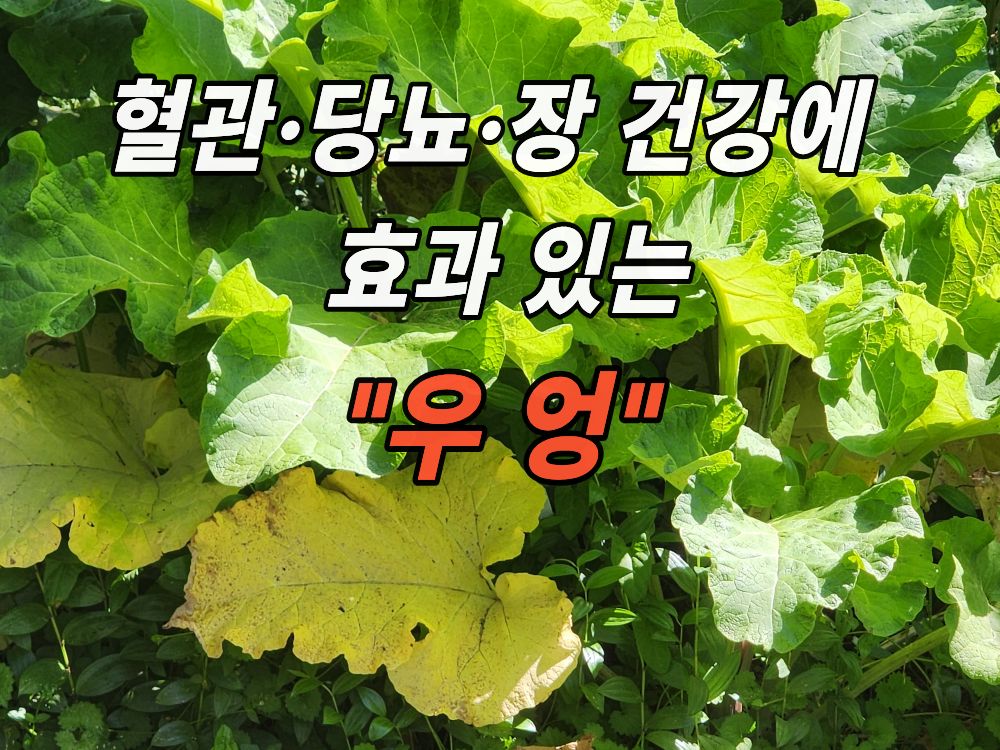 약초원에서 본 우엉