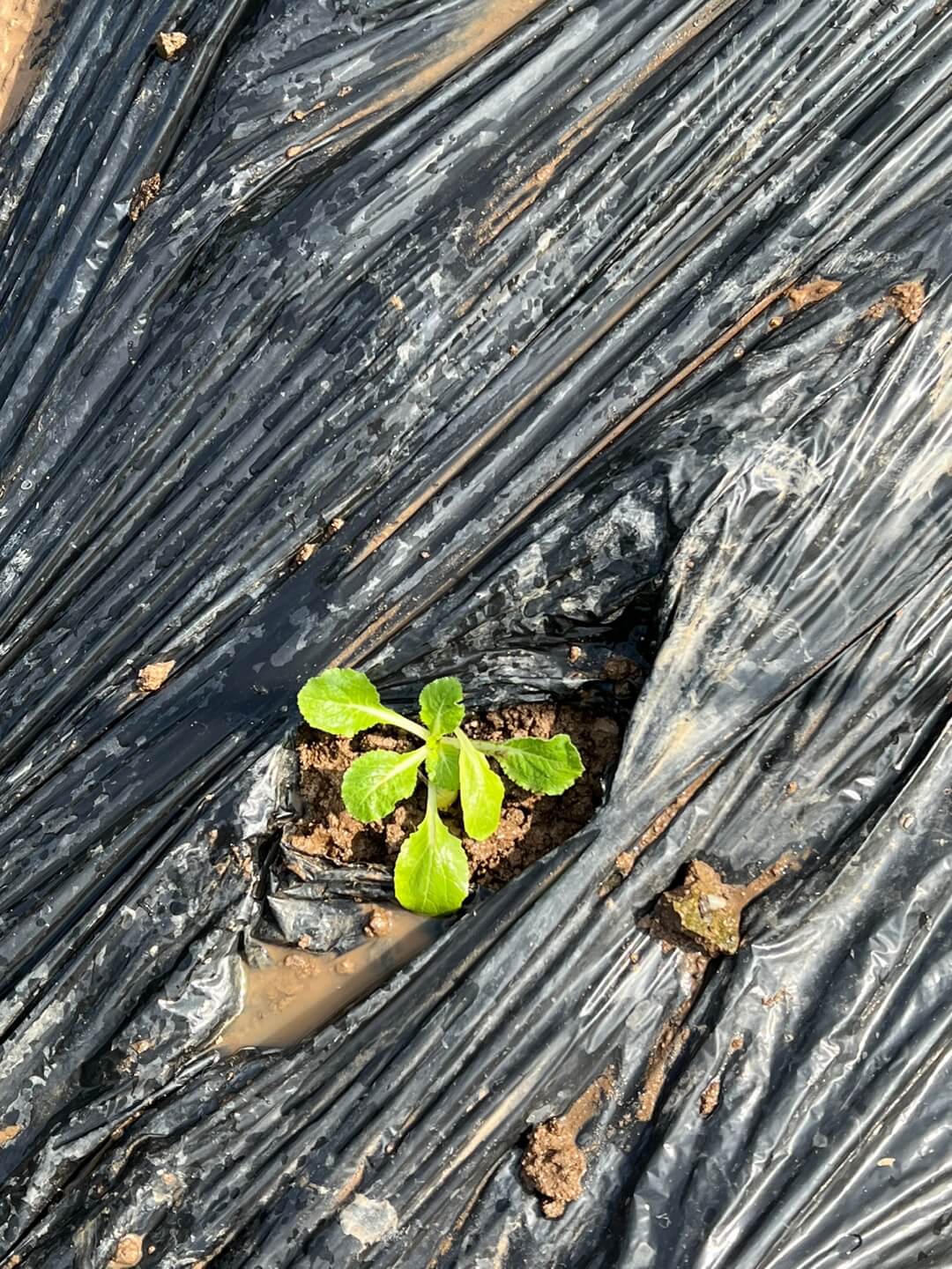 추월 배추 파종