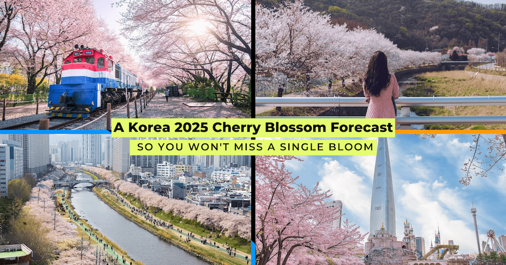 2025년 진해 군항제 벚꽃축제 관련사진