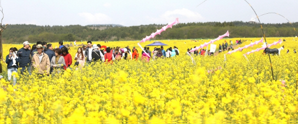 서귀포 유채꽃 축제1