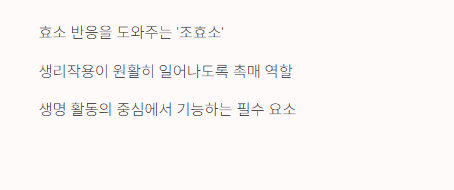 코엔자임효능
