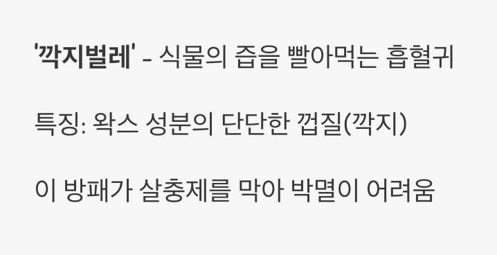 솜뭉치 벌레, 정체가 뭔가요?