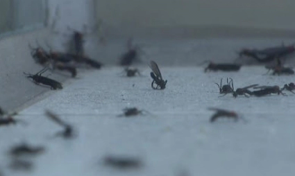 러브버그 자주 묻는 질문과 답변