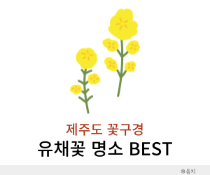 유채꽃명소