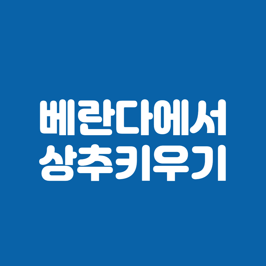 베란다에서 상추키우기