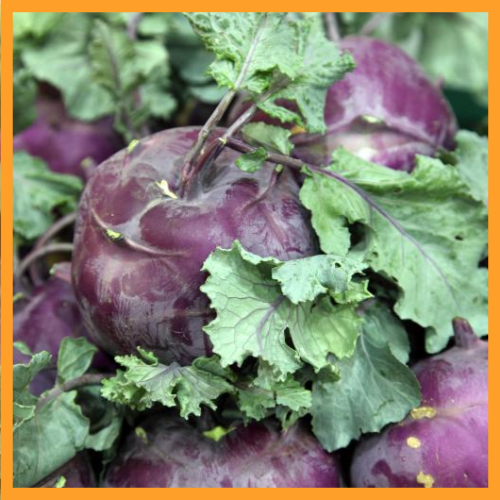 콜라비 효능 다이어트에서 골다공증 예방까지 