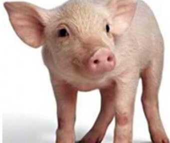 돼지띠 남자와 잘맞는 띠,돼지띠남자의 띠궁합(12)