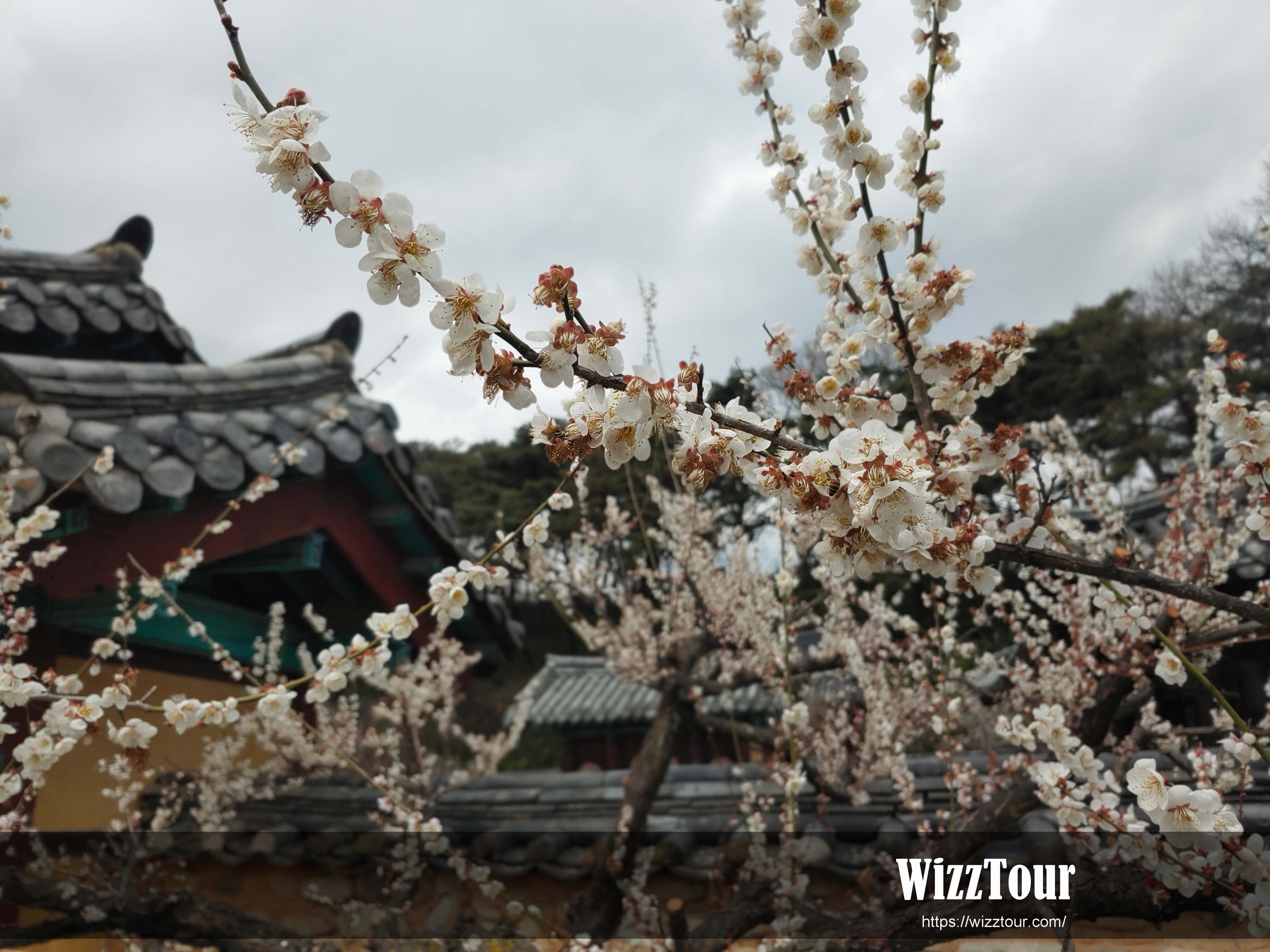 매화꽃이 아름다운 서원 풍경