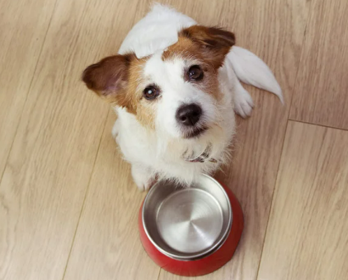 강아지 수명 단축시키는 건강관리 실수 5가지 초보 견주 필독