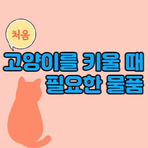 고양이-처음-키울때-필요한-물건-대표섬네일