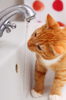 수도꼭지에서 마시는 고양이.