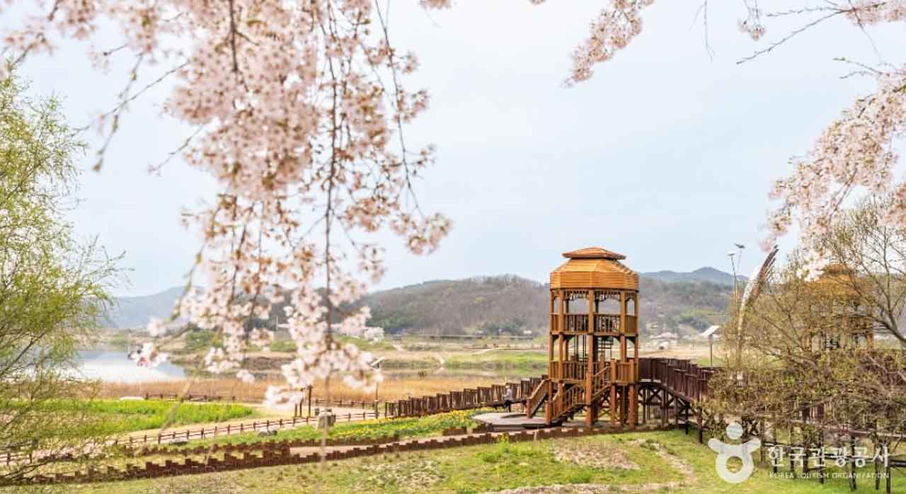 창녕 낙동강 유채꽃