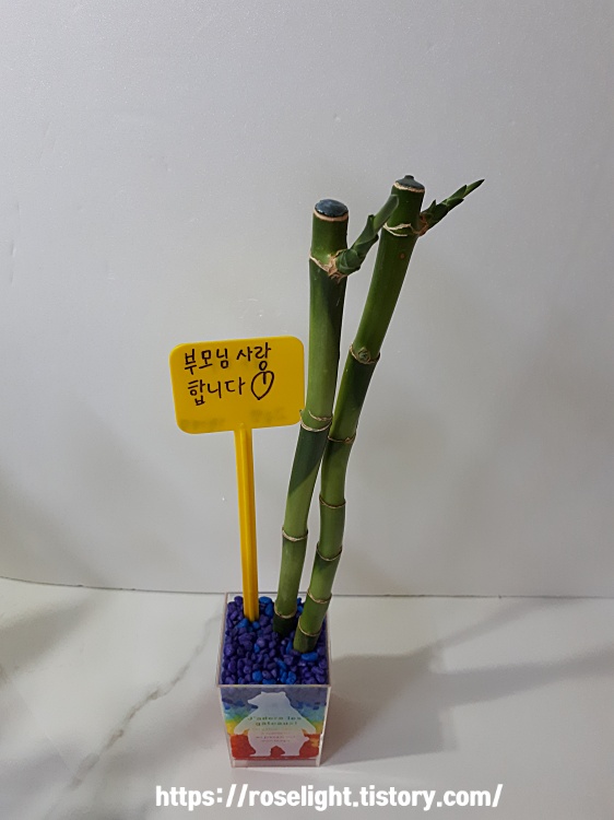 개운죽수경재배