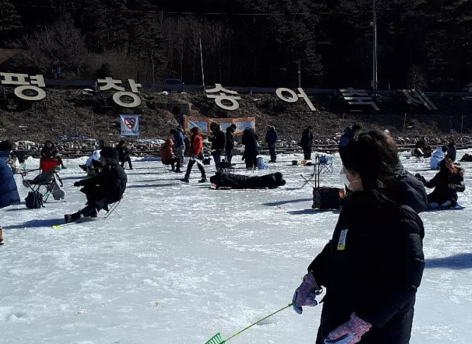평창 송어 축제