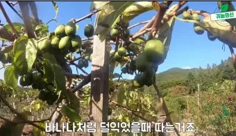 다래 재배 수분수 배치 덩굴 유인 겨울 보호_2