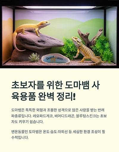 초보자를 위한 도마뱀 사육용품 완벽 정리