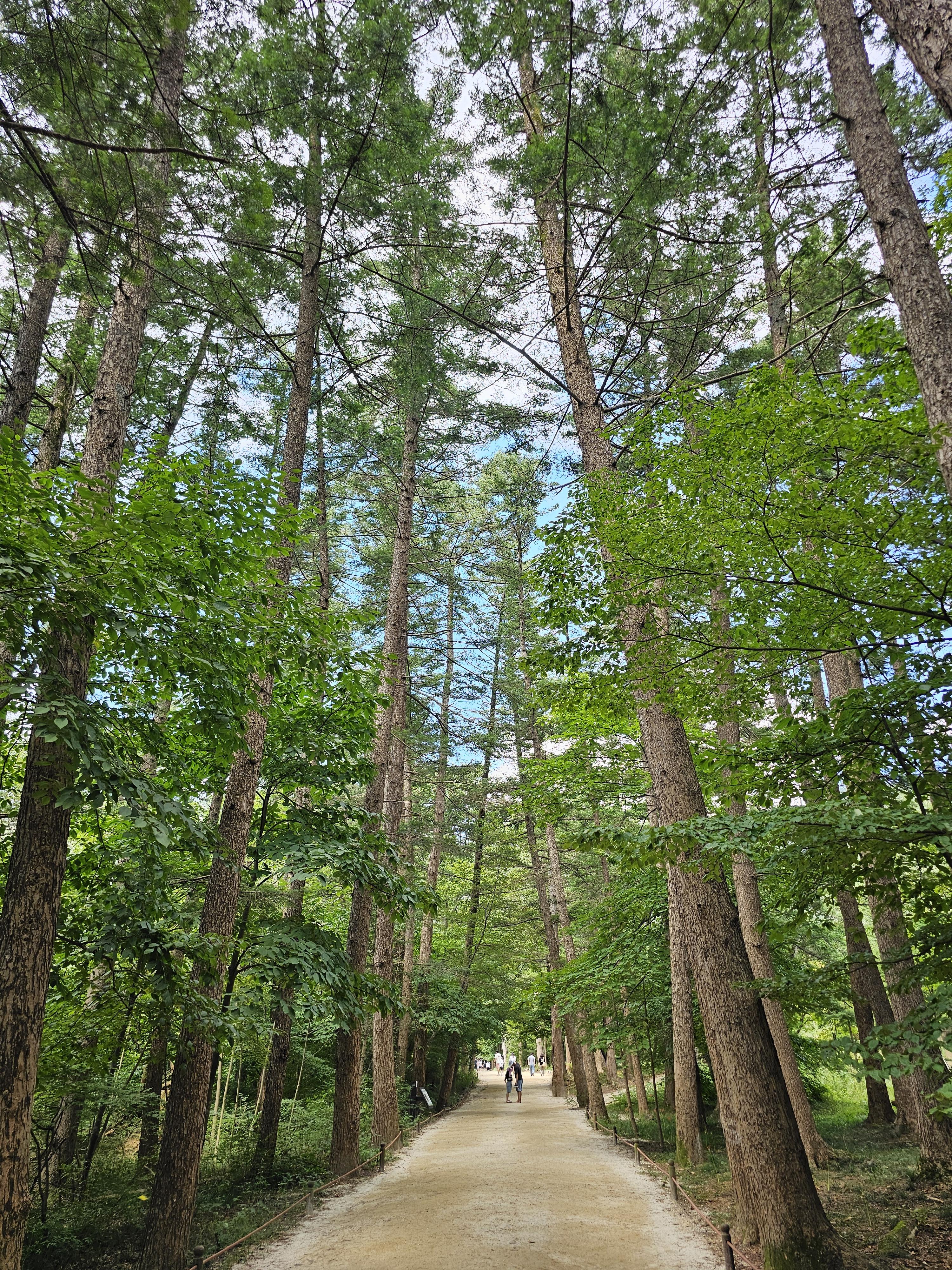 전북 부안 내소사 전나무숲길