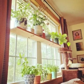 창가 식물 관리 직사광 차광요령 물주기 시간대 잎타는 현상 예방_7